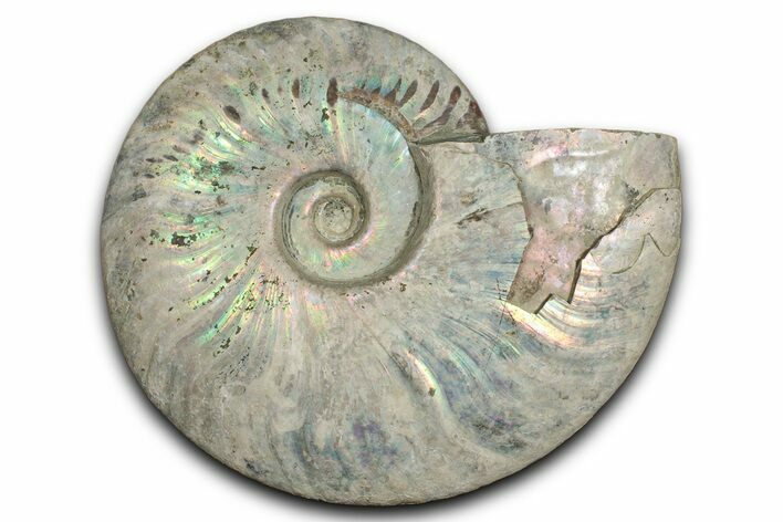 Silver Iridescent Ammonite (Cleoniceras) Fossil - Madagascar #345592